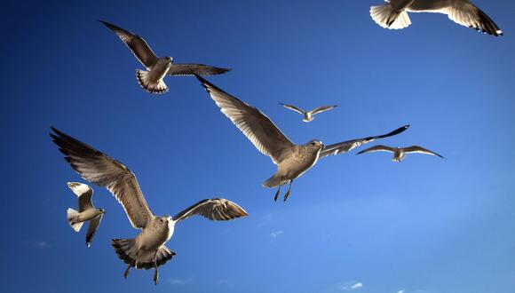 La brújula de las aves sería el olfato | TECNOLOGIA | EL COMERCIO PERÚ