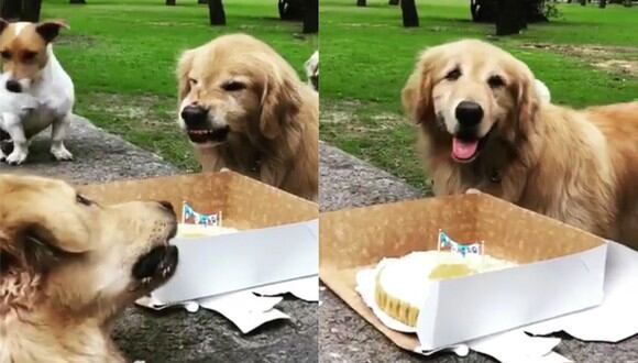 Le cantan cumpleaños a perrito malcriado pero se niega a compartir la torta. (Facebook)
