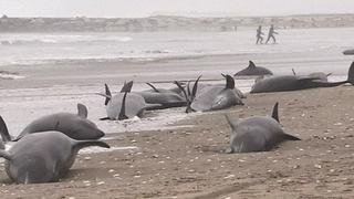 Los esfuerzos para rescatar 150 delfines en la costa de Japón