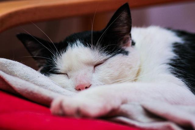 El gato tuvo un comportamiento inesperado a la hora de dormir. (Pixabay)