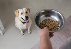 Consultorio WUF: ¿Cuál es el mejor plato de comida para tu perro y por qué?