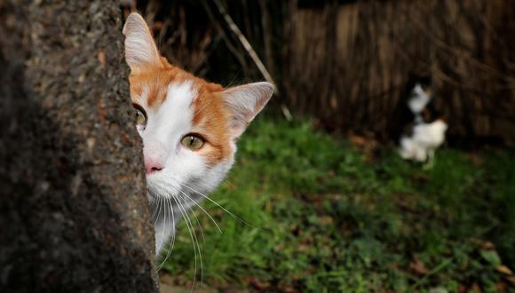 Londres: Autoridades descubren la identidad del "asesino de gatos de Croydon". (Foto referencial, Reuters).