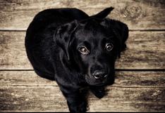 WUF: la repentina ‘ayuda’ que recibe un perro al querer entrar a una casa