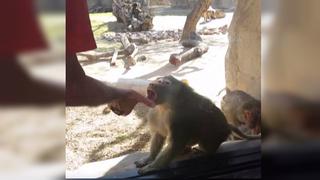 Mono quedó impresionado por ver este truco de magia [VIDEO]