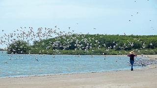 Laguna Ñapique, perla del desierto: consuelo para vista y cuerpo en Piura