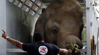 Kaavan, el “elefante más solitario del mundo”, llega a su nueva casa en Camboya | FOTOS