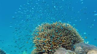Peces coralinos se estresan cuando son separados de sus pares