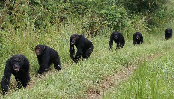Ngogo, el reino oculto de los chimpancés
