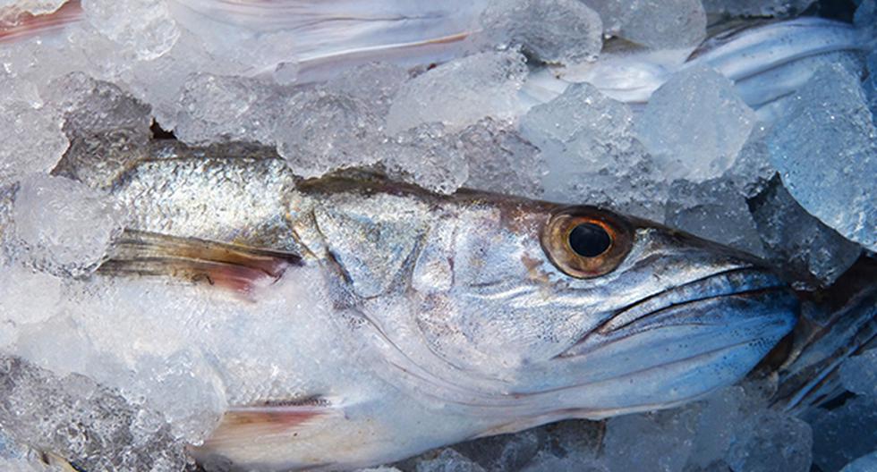 Se debe tener cuidado al momento de congelar y descongelar los pescados. (Foto: Pixabay)