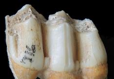 El zinc del esmalte dental, clave para saber la dieta de seres prehistóricos
