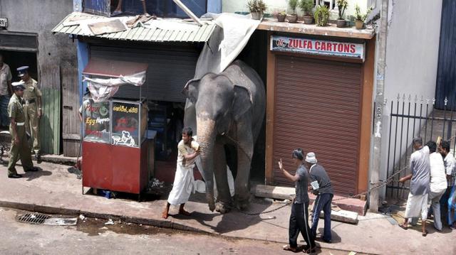 El infame negocio de los paseos turísticos en elefante - 1