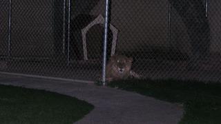 Un león, la mascota de la casa