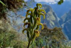 La milenarias orquídeas de Machu Picchu y el largo camino para llegar a Singapur y ser apreciadas por más de un millón de personas