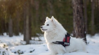 Un perro salvó a un esquiador enterrado bajo un metro y medio de nieve