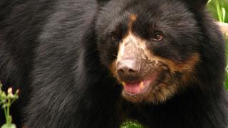 Día para la Protección de los Osos: dos proyectos para salvar al oso andino en Ecuador y Argentina