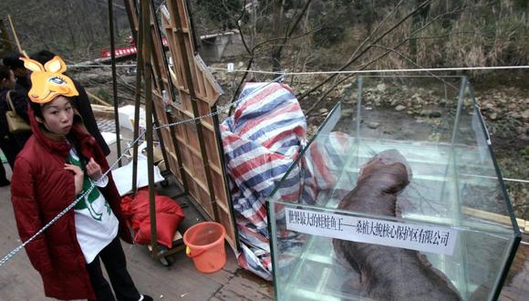 Salamandra gigante de China. (AFP)