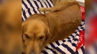 Perro se convierte en viral por tocar piano con su cola