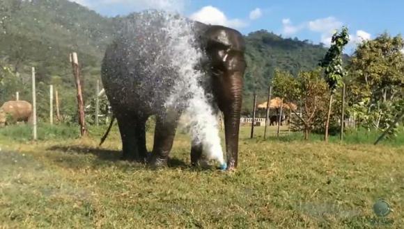YouTube: elefante rompió rociadera para crear fuente de agua