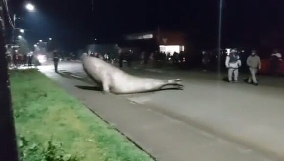El elefante marino se estaba arrastrando por las calles sin rumbo. (Foto: Manuel Novoa / Facebook)