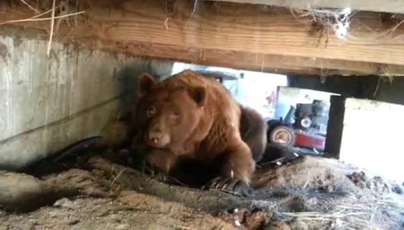 Hombre convence a un oso que se vaya de su patio [VIDEO]