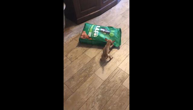 En Facebook se publicó el video de una divertida escena protagonizada por un perro Chihuahua que quiere abrir una bolsa de comida. Morder con todas sus fuerzas hizo viral al clip en las redes sociales. (Foto: Captura)