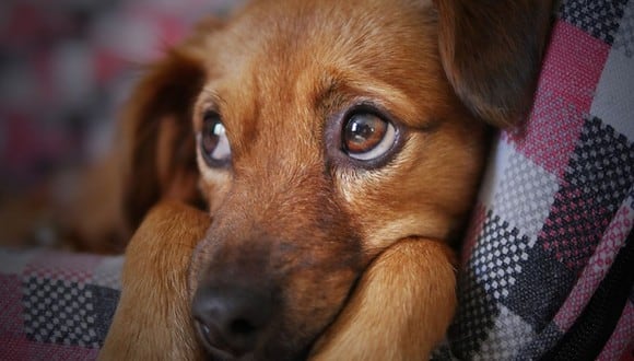 El rescate de este perrito ha conmovido a miles de usuarios en las redes sociales, especialmente en Facebook | Foto: Pixabay / Referencial