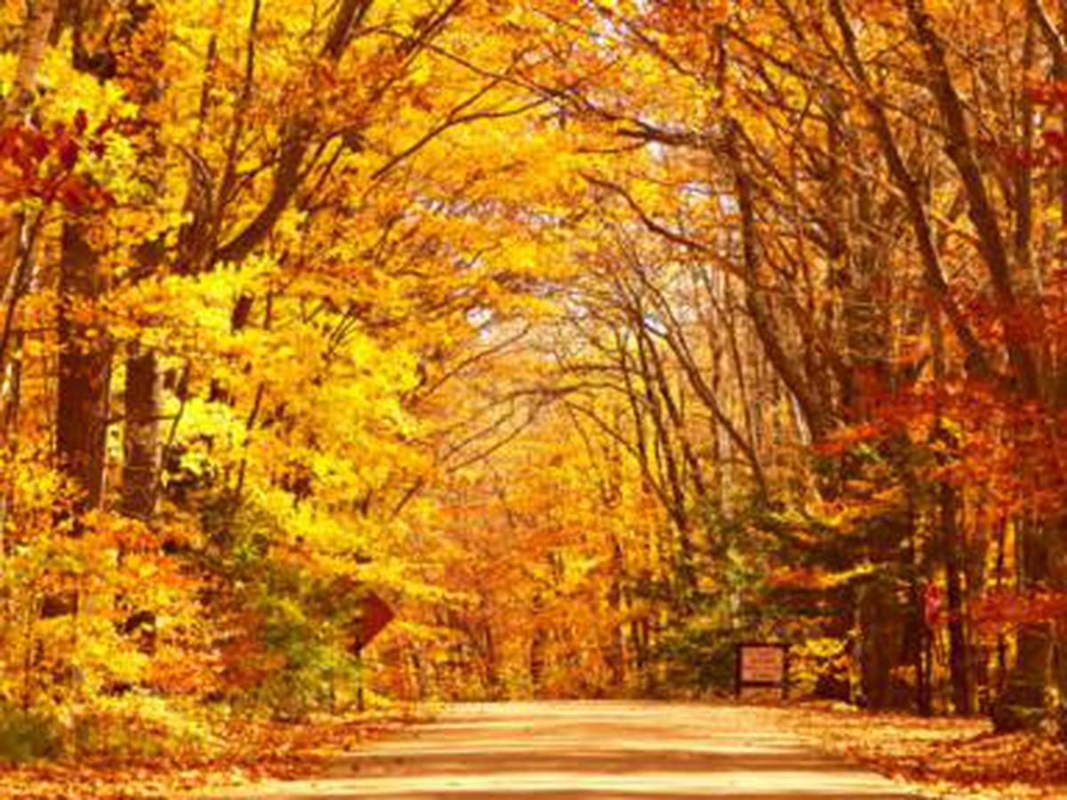 ¿Por qué las hojas de los árboles cambian de color en otoño? | TECNOLOGIA |  EL COMERCIO PERÚ
