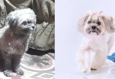 WUF: cachorra que creció en un basural en La Victoria es adoptada por una pareja