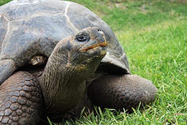 Hoy 23 de mayo se celebra el Día Mundial de las Tortugas. Por eso, el Parque de las Leyendas agasajó a Sansón la única tortuga galápagos en el país y uno de los animales que más tiempo tiene en el zoológico (Foto: Parque de las Leyendas).