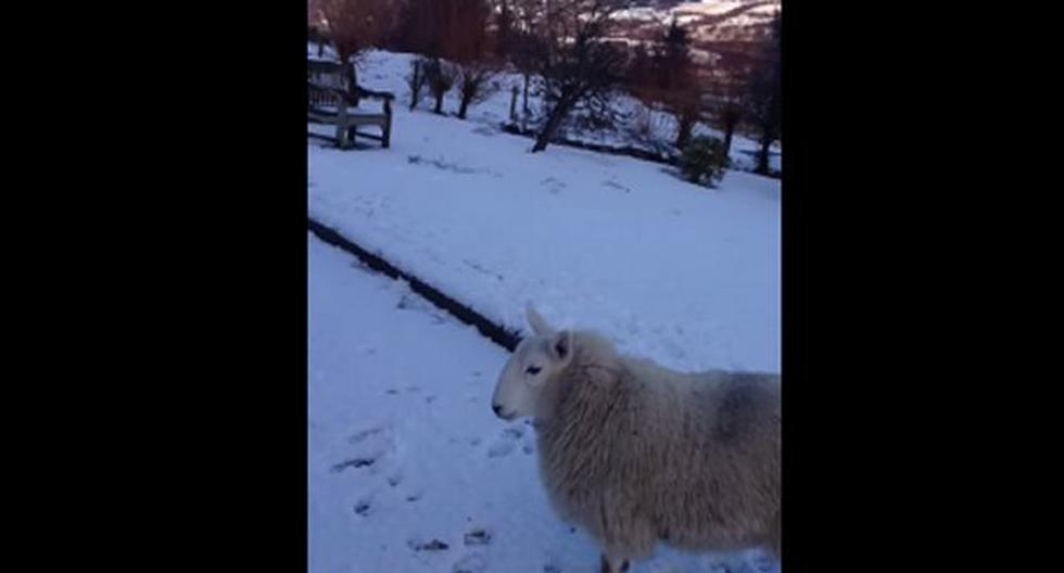 Incondicional oveja que se cree perro. (Foto: Captura)