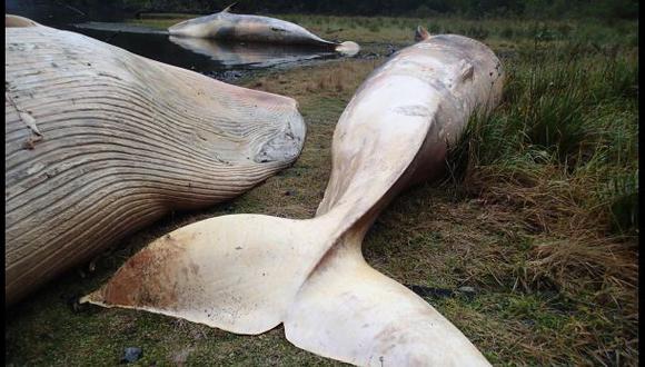 Chile: 337 ballenas fueron halladas muertas en la Patagonia