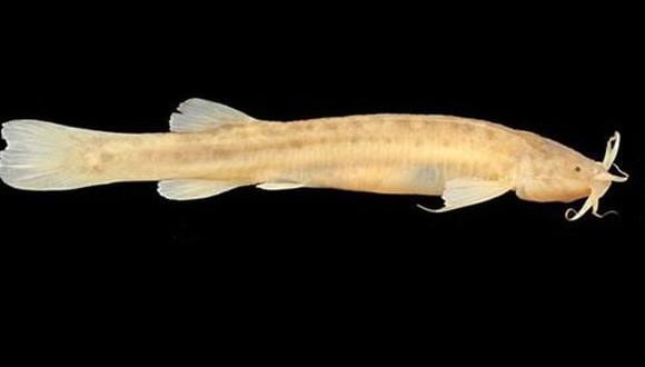 Brasil: descubren nueva especie de pez que vive en cavernas