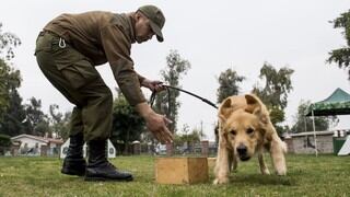 Cachorros entrenan duro y con estimulación musical para convertirse en policías en Chile