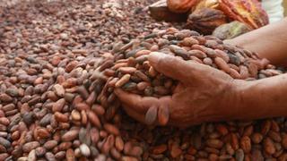 Devida: darán más de S/ 35 millones a municipios para cultivo de cacao y café