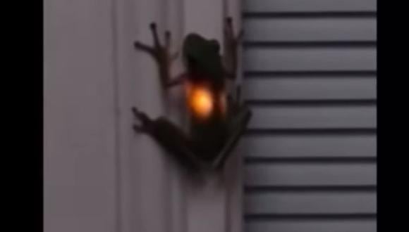 Una rana que brilla en la oscuridad después de comerse una luciérnaga es tendencia en Facebook. (Foto: captura)