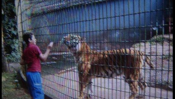 Padre del niño atacado por el tigre podría ir a la cárcel