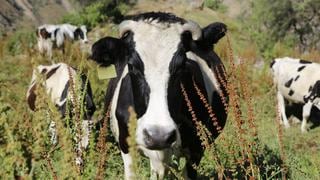 Alza de precios de alimentos para vacas afecta a ganaderos lecheros: ¿qué sucede con el rubro de los lácteos en el país?