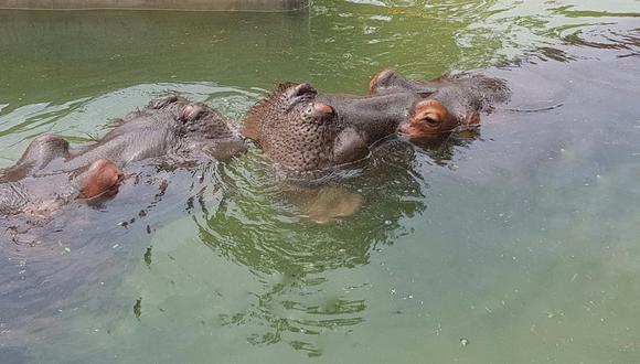 Hay cinco hipopótamos del Parque de las Leyendas, todos pertenecientes a una misma familia (Foto: Difusión).