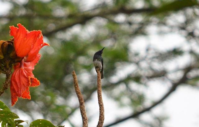 Este importante avistamiento se realizó durante una expedición integrada por 4 ornitólogos y un guardaparque del Servicio Nacional de Áreas Naturales Protegidas por el Estado (SERNANP). (Foto: SERNANP)