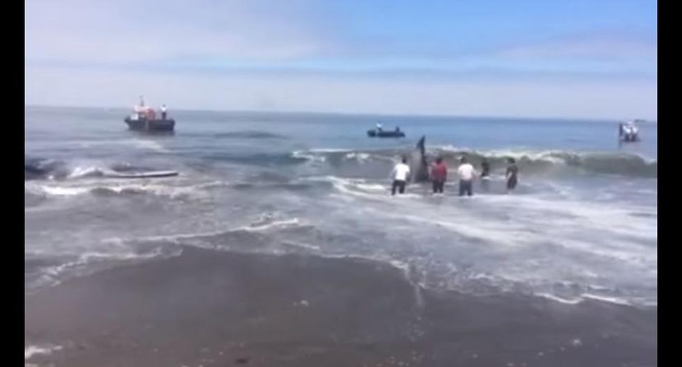 Rescate de ballena. (Foto: Soyiquique / YouTube)