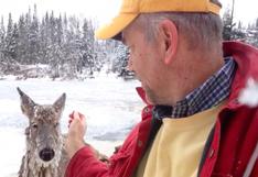 YouTube: se sacrifica para salvar a un ciervo de morir congelado
