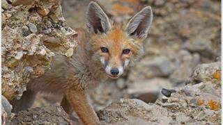 India: los zorros rojos dependen cada vez más de la basura y restos de comida