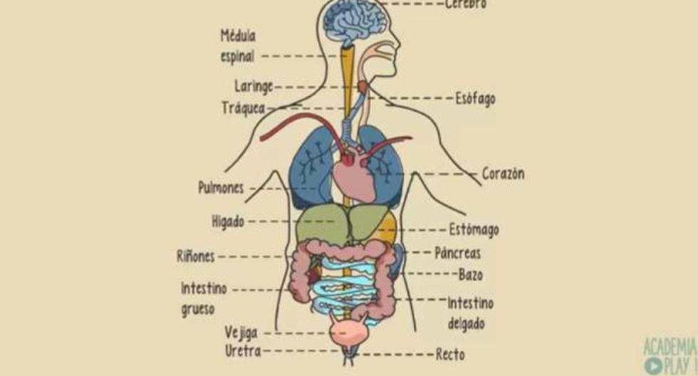 Cuando entra el cuerpo en cetosis