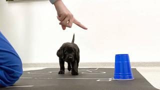 Investigadores sostienen que los perros nacen preparados para comunicarse con las personas