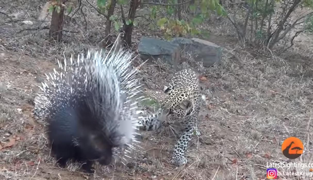Leopardo cachorro intentó comerse a un puercoespín y aprendió valiosa lección. (Foto: YouTube|Kruger Sightings)