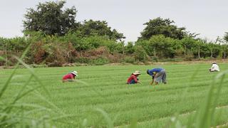 Se espera firmar contrato de compra de fertilizantes para el 20 de junio, según Agro Rural