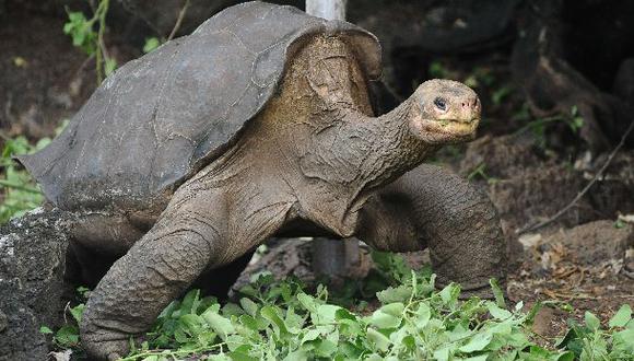 El cuerpo del Solitario George regresa a las Islas Galápagos