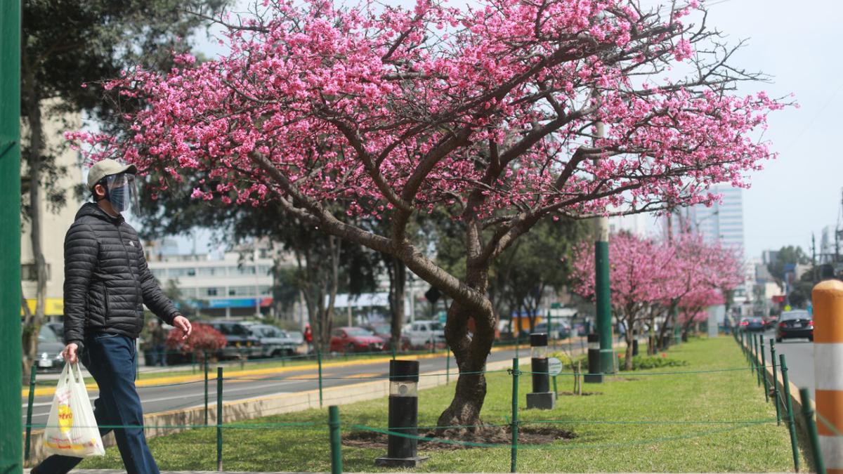 Jesús María: flor de Sakura o cerezo de origen de japonés adorna y llena de  color las calles | FOTOS | nndc | LIMA | EL COMERCIO PERÚ