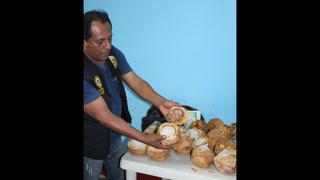 Policía halla siete kilos de droga escondidos en cocos