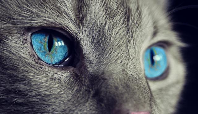 Un gato dejó anonadados a los usuarios de YouTube. (Pixabay, Captura)